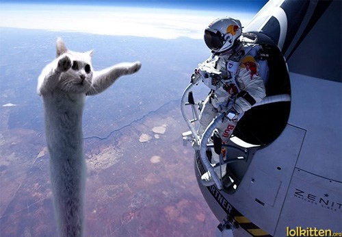 Long cat and Felix Baumgartner
