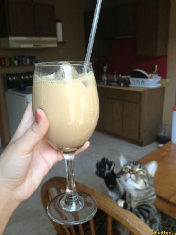 Cat wants the Drink