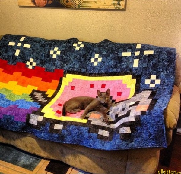 Cat on nyan cat towel