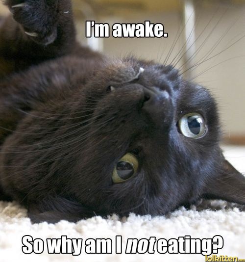 I'm awake. So why am I not eating?