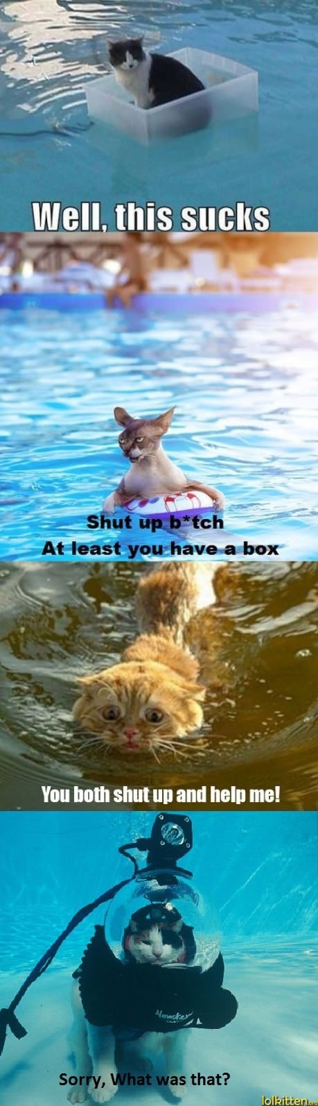 Cats and Water