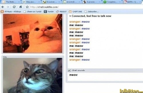 Cats in chatroulette
