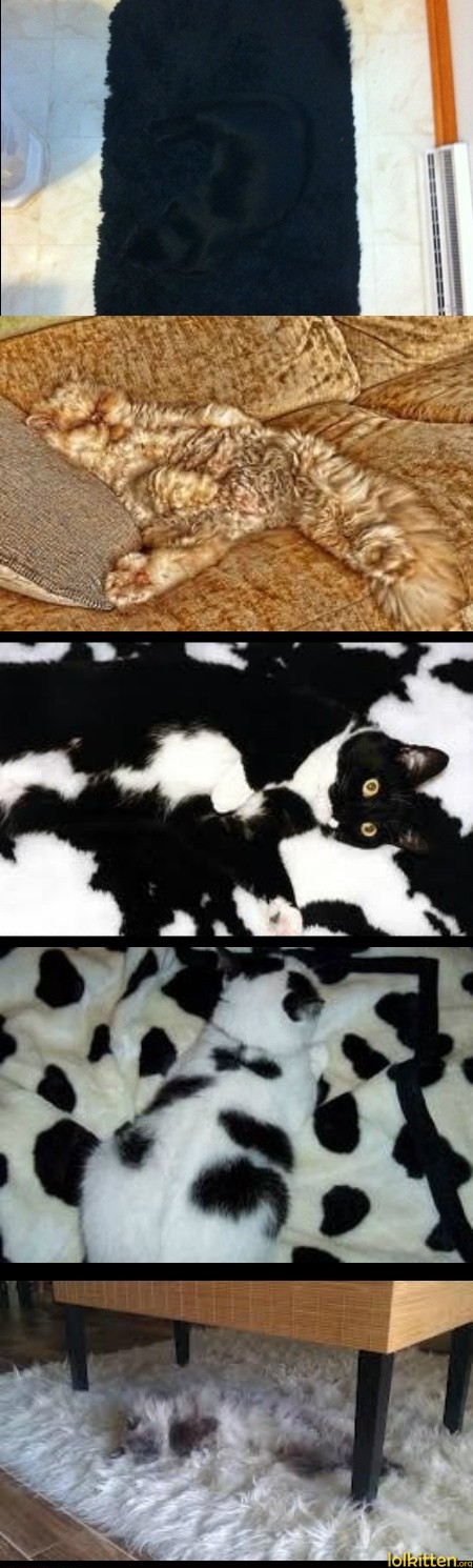Stealth Cats