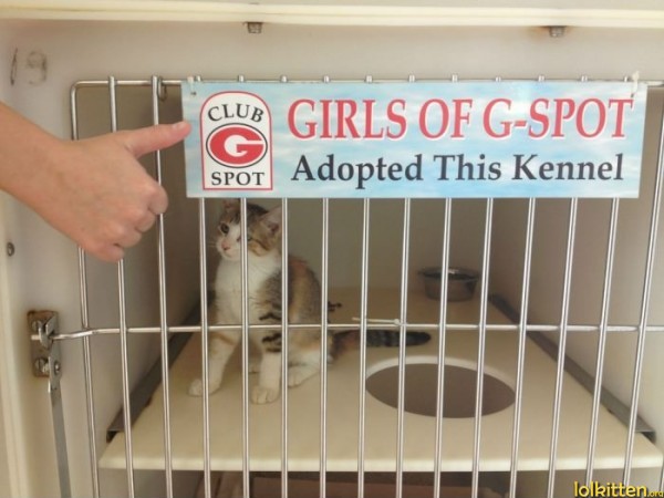 GIRLS OF G-SPOT Adopted This Kennel