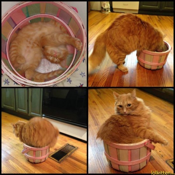 Cat in a bucket