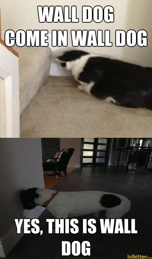 WALL DOG COME IN WALL DOG - YES, THIS IS WALL DOG