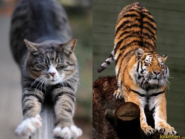 Image result for tiger and cat