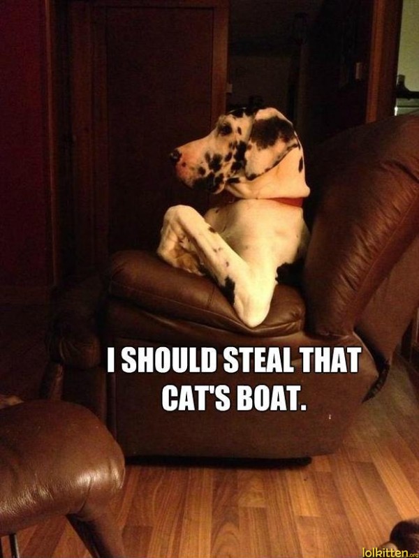 I SHOULD STEAL THAT CAT'S BOAT.