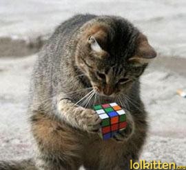 Cat with a rubik's cube