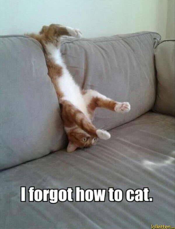 I forgot how to cat.