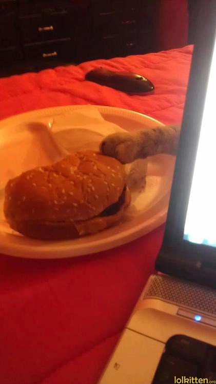 Cat steals burger