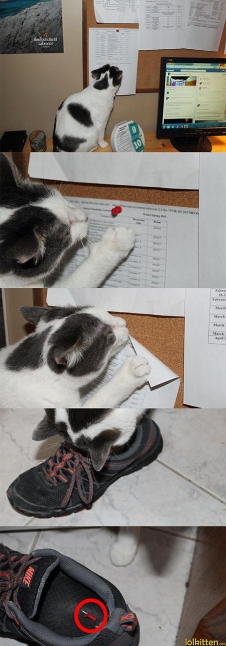 Evil cat drops pins into shoes