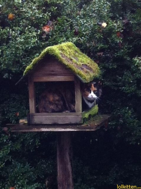 Cat in a bird house