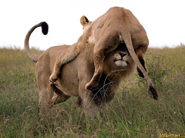 Lions playing bicycle