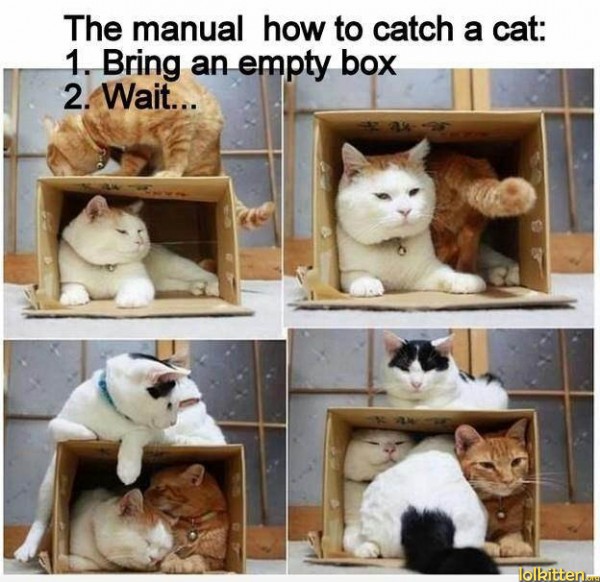 How to catch a cat