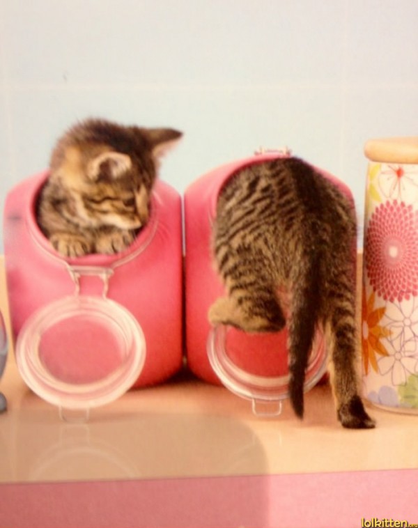 Cat explores a portal