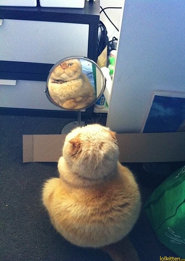 Cat in front of a mirror