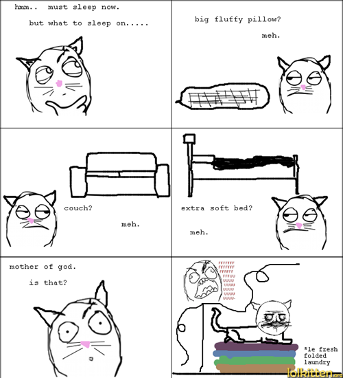 How cats decide what to sleep on
