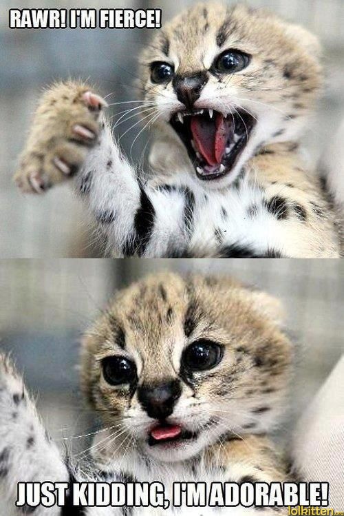 RAWR! I'M FIERCE! JUST KIDDING, I'M ADORABLE!
