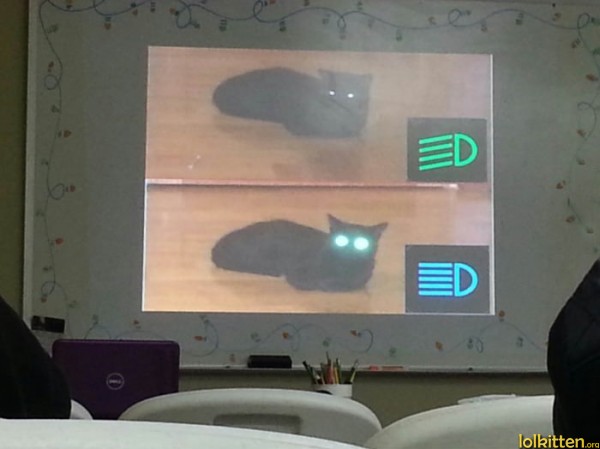 Explanation with a cat