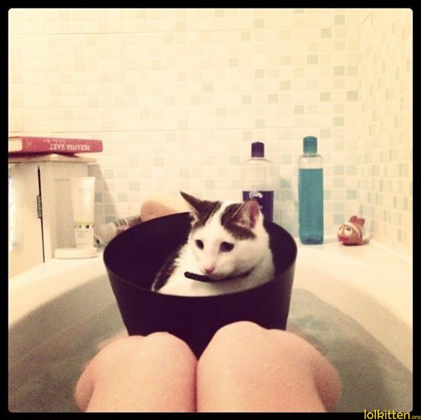 Cat in a boat