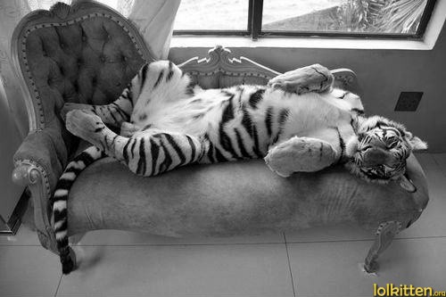 french tiger