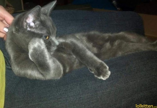 Cat on a couch