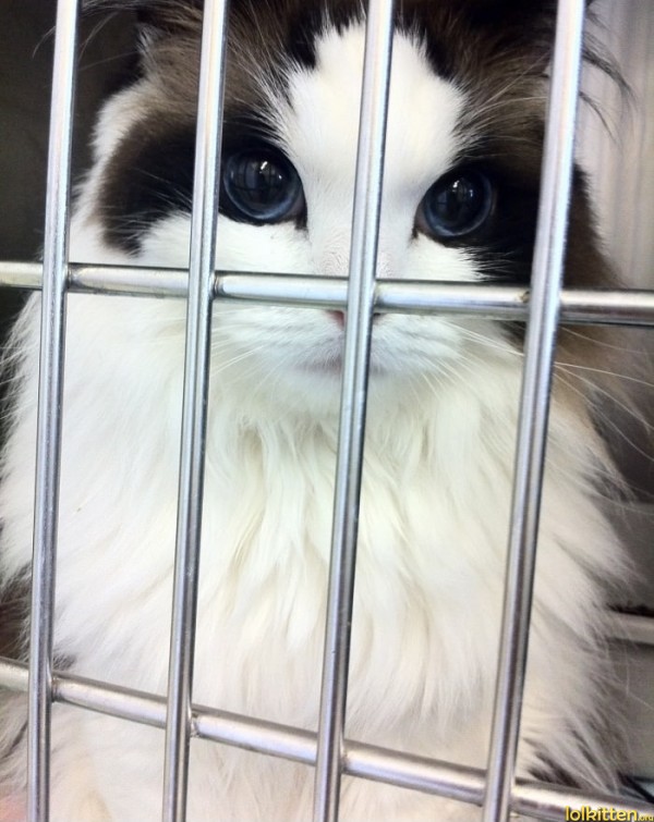 Beatiful cat