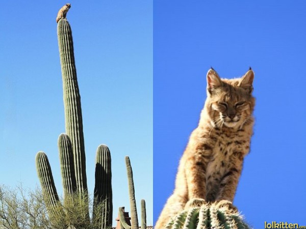 King of Pride Cactus