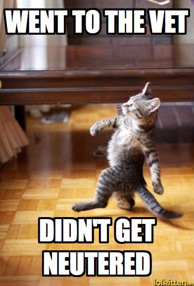 WENT TO THE VET - DIDN'T GET NEUTERED
