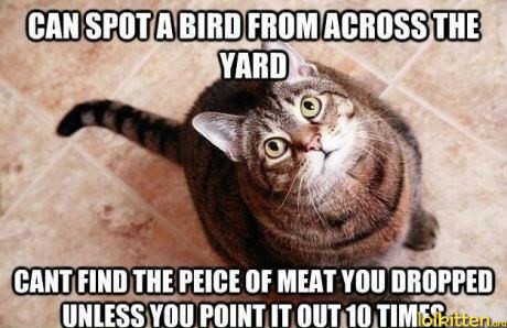 Cats are not that intelligent