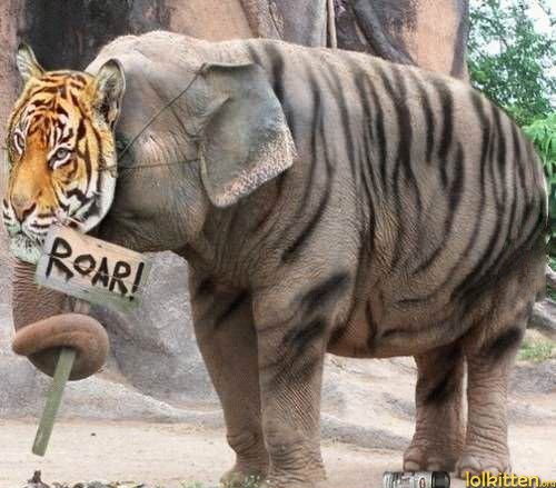 funny-cat-lolcat-tiger-elephant.jpg