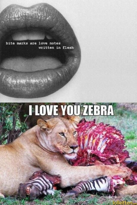 I LOVE YOU ZEBRA