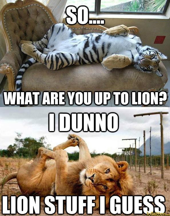 SO... WHAT ARE YOU UP TO LION? I DUNNO - LION STUFF I GUESS