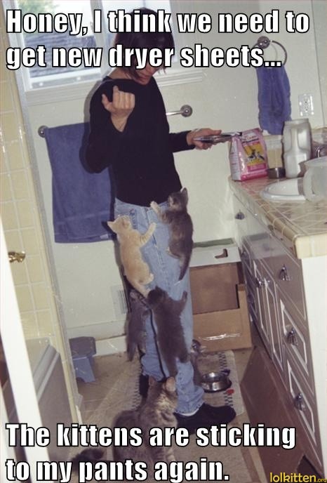 Kittens stick to pants