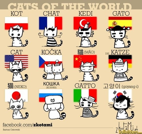 Cats of the world