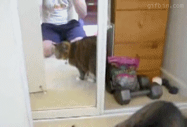 Cat attacks mirror self