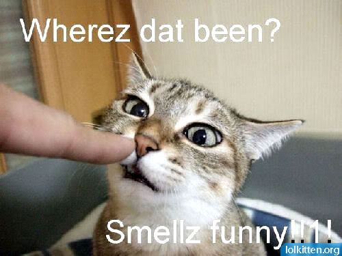 Wherez dat been? Smellz funny!!!