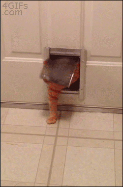 Cat is too fat for cat flap