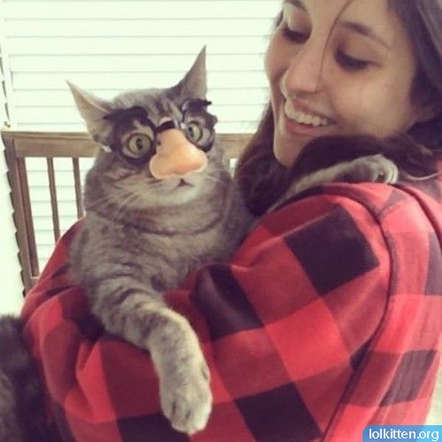 Cat with a nose mask