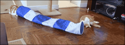 Cat Coilgun