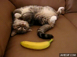Cat is scared of a banana