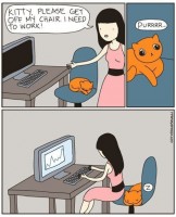 Cat on working chair