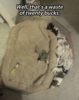 Well, that's a wast of twenty bucks.