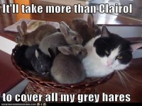 Gray hares
