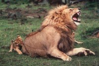 Lion getting bitten by kitten