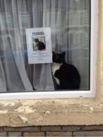 Missing cat next to poster in window