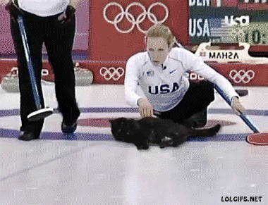 Curling cat